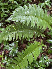 Polystichum acrostichoides