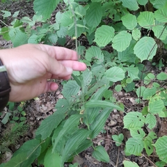 Epipactis helleborine