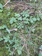 Potentilla simplex