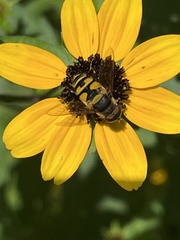 Eristalis transversa