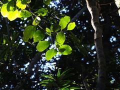 Pterocelastrus tricuspidatus