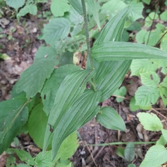 Epipactis helleborine
