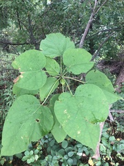 Amauromyza pleuralis