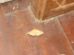 Monodecus