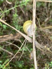 Cepaea