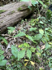 Geum