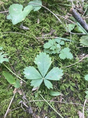 Potentilla simplex