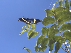 Papilio garamas