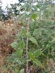 Rubus leucodermis