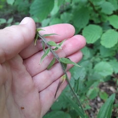 Epipactis helleborine