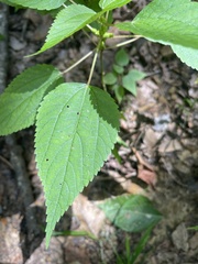 Boehmeria cylindrica