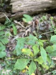 Geum