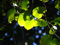 Pterocelastrus tricuspidatus