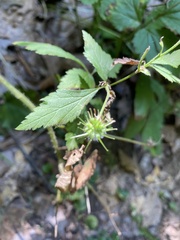 Geum
