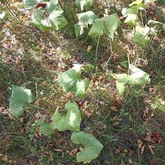 Petasites spurius