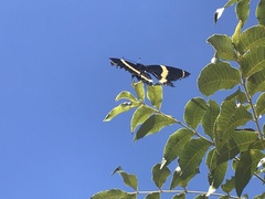 Papilio garamas