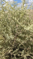 Atriplex canescens