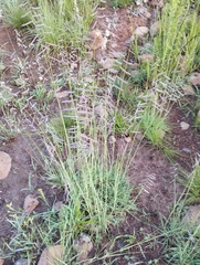 Bouteloua chondrosioides