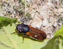 Oncometopia rufipennis