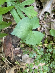 Geum