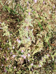 Galeopsis ladanum