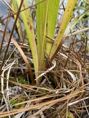 Xyris fimbriata