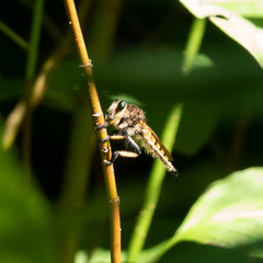 Promachus rufipes