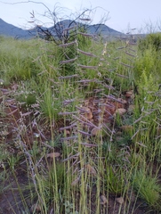 Bouteloua chondrosioides