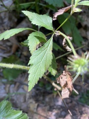 Geum
