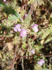 Galeopsis ladanum