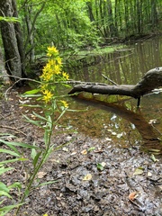 Lysimachia verticillaris