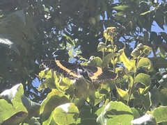 Papilio garamas