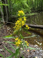 Lysimachia verticillaris