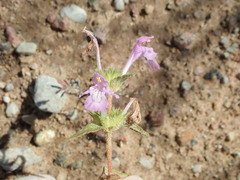 Galeopsis ladanum