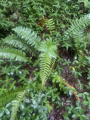 Polystichum acrostichoides