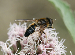 Eristalis pertinax