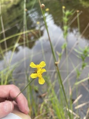 Xyris fimbriata