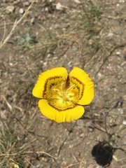 Calochortus luteus