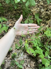 Geum