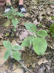 Persicaria virginiana