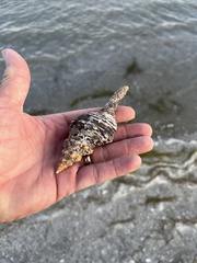 Triplofusus giganteus