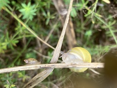 Cepaea