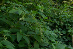 Phytolacca americana
