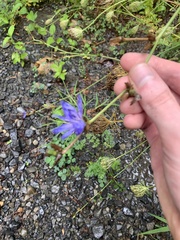 Cichorium intybus