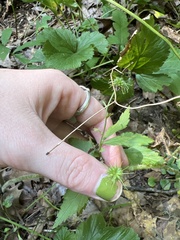 Geum
