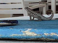 Leiocephalus carinatus