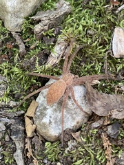 Pisaurina mira