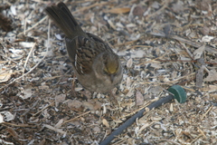 Zonotrichia atricapilla