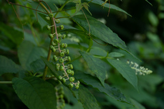 Phytolacca americana