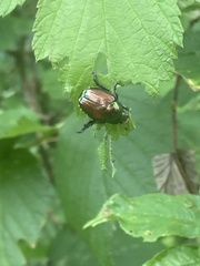 Popillia japonica